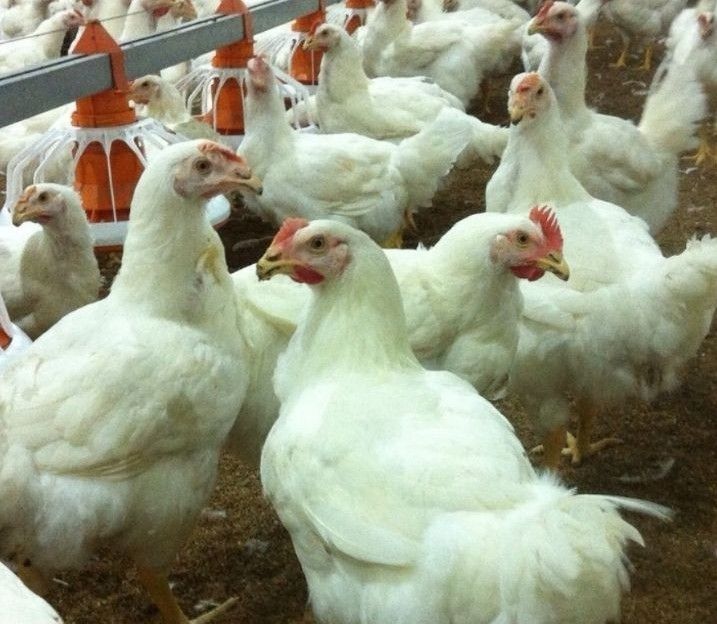 Adult Broiler Chickens