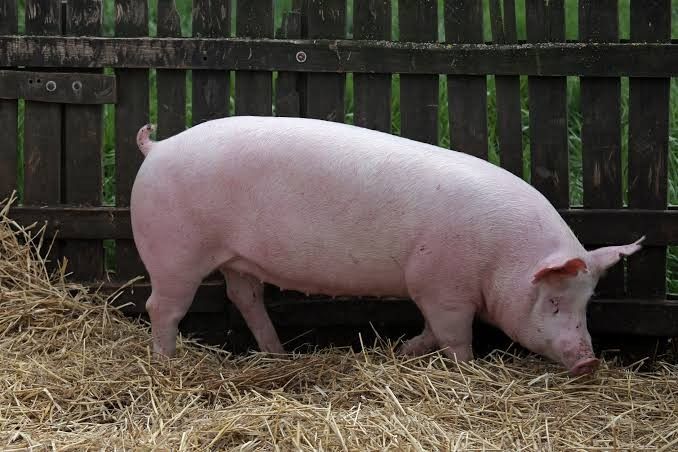 Adult Pigs for Sale