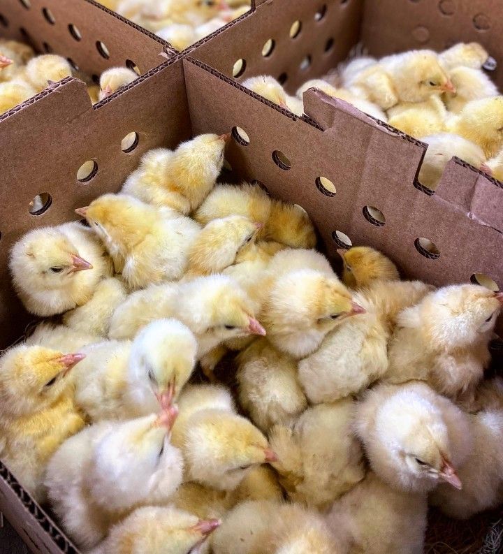 Day Old Broiler Chicks