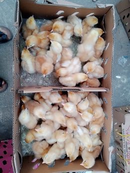 Day Old Layer Chicks