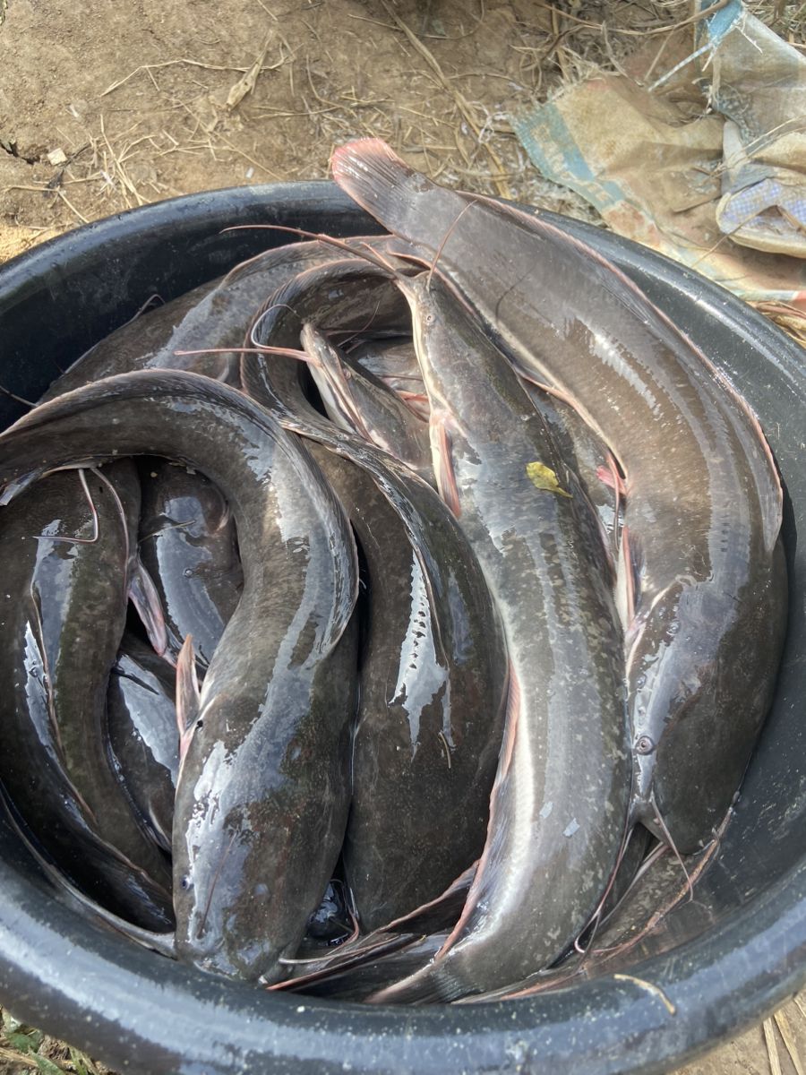 Catfish Farming Investment
