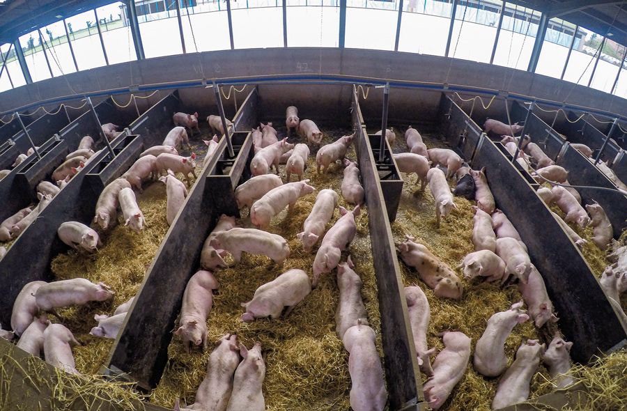 Modern piggery farm in Nigeria