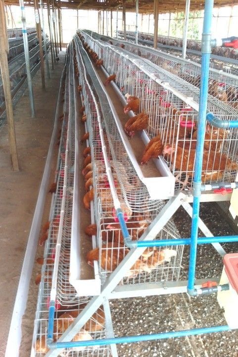 Modern poultry farm in Nigeria