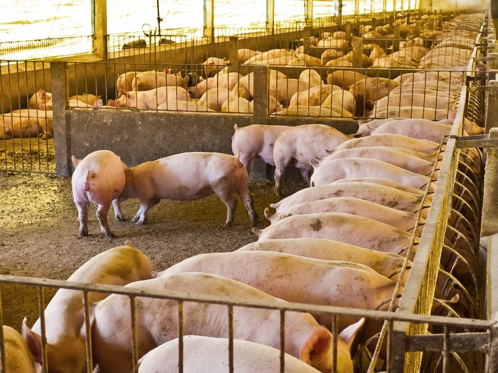 CIL Piggery Program - Modern pig breeding facility
