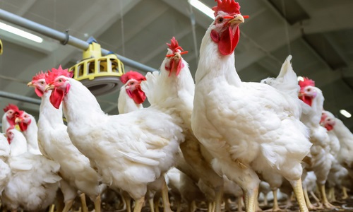 CIL Poultry Enterprise - Commercial egg production facility
