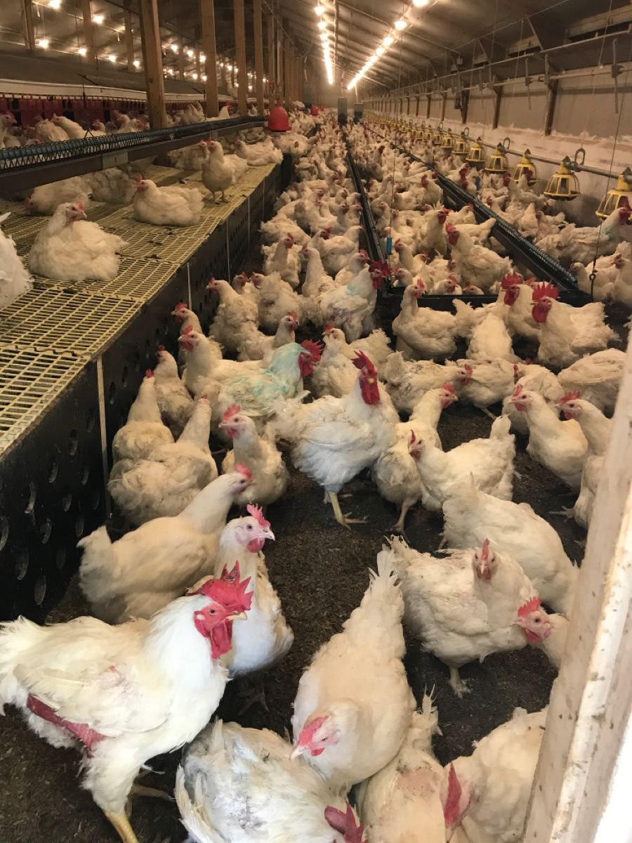 Agriculture and Agribusiness Services